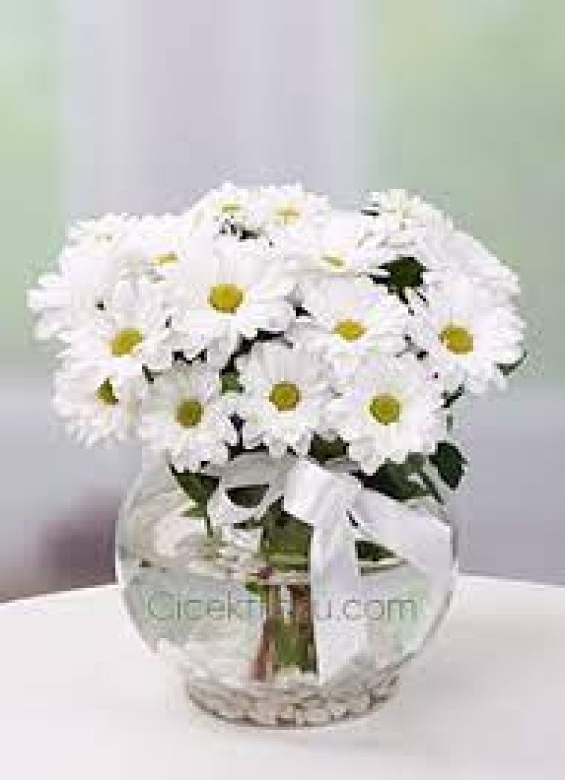 AKVARYUM VAZODA BEYAZ PAPATYA