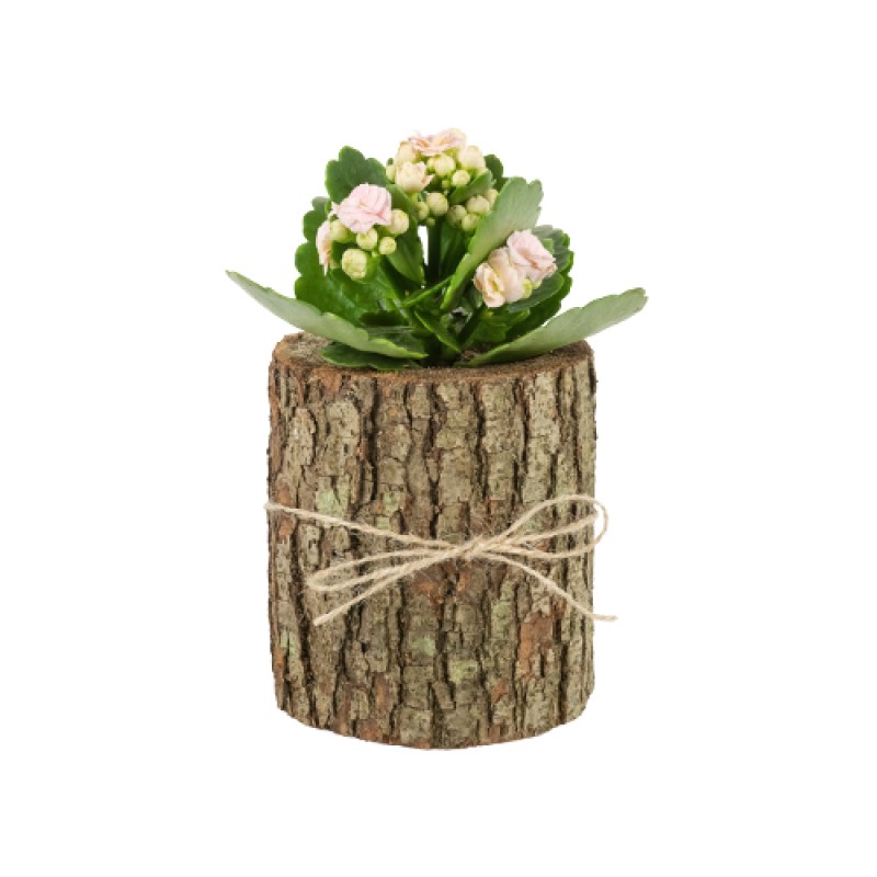 Pembe kalanchoe çiçeği