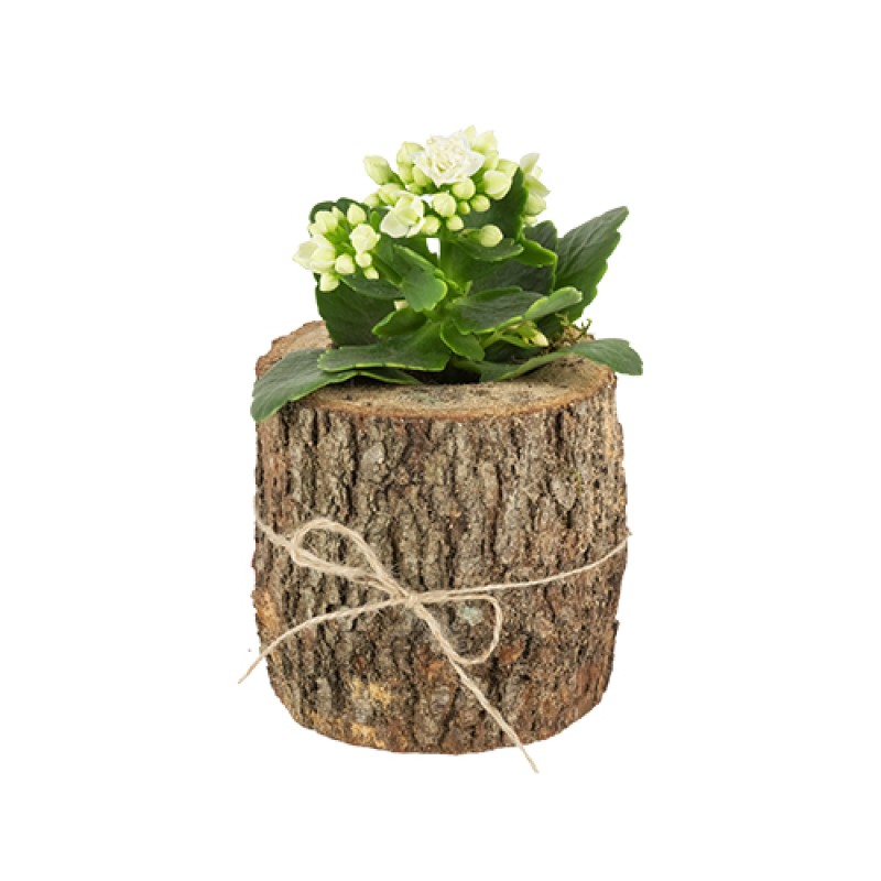 Beyaz kalanchoe çiçeği