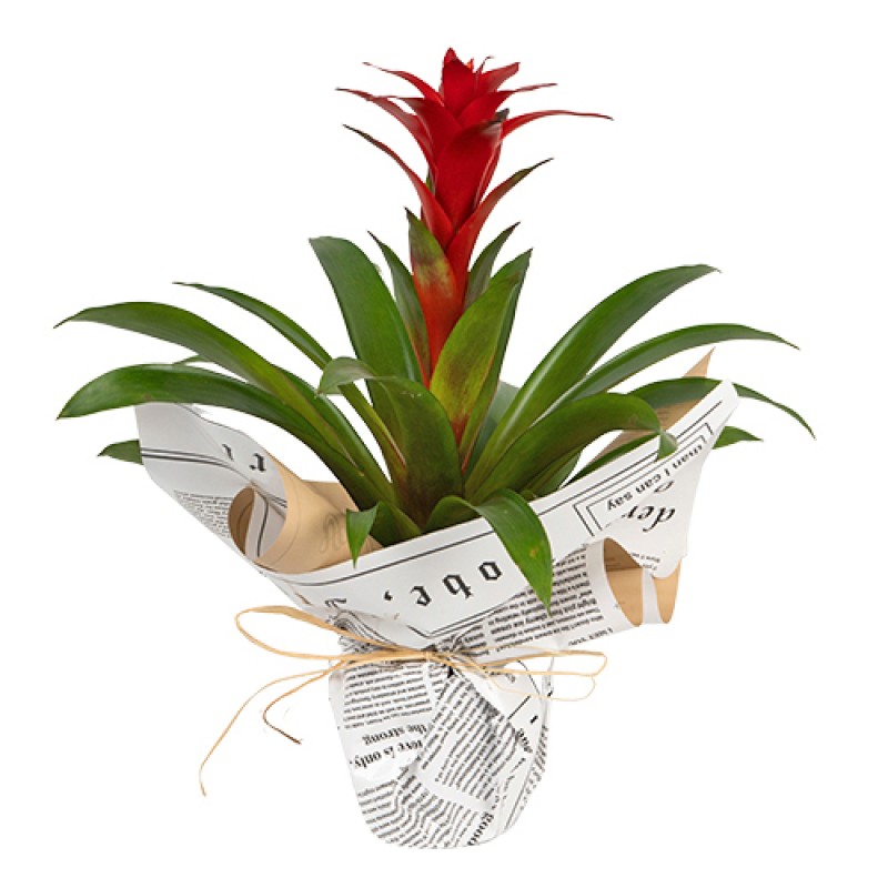 Gazete desenli kağıtta Kuzmanya