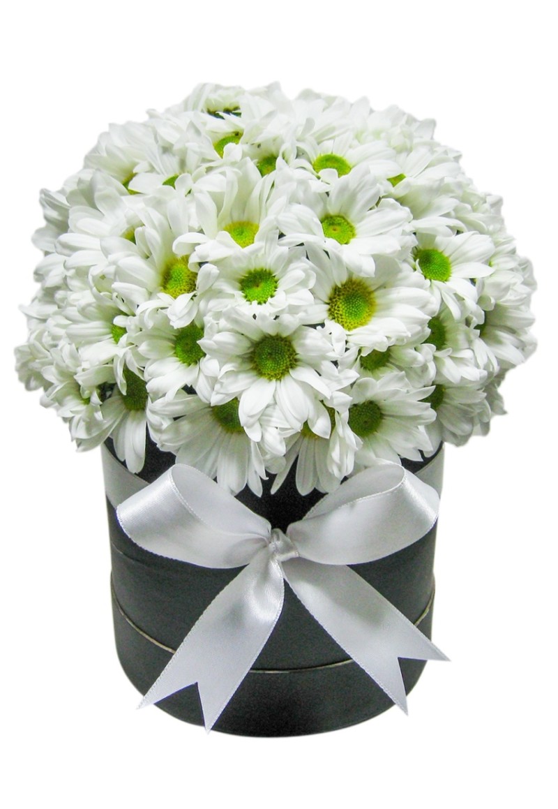 Kutuda Beyaz Papatyalar