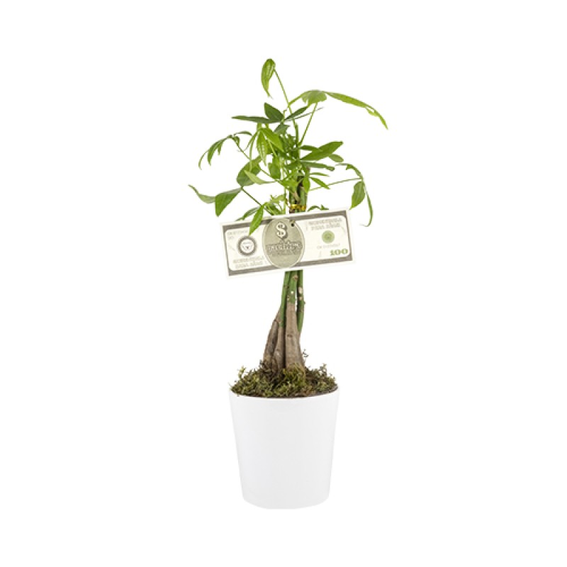 Pachira Para Çiçeği