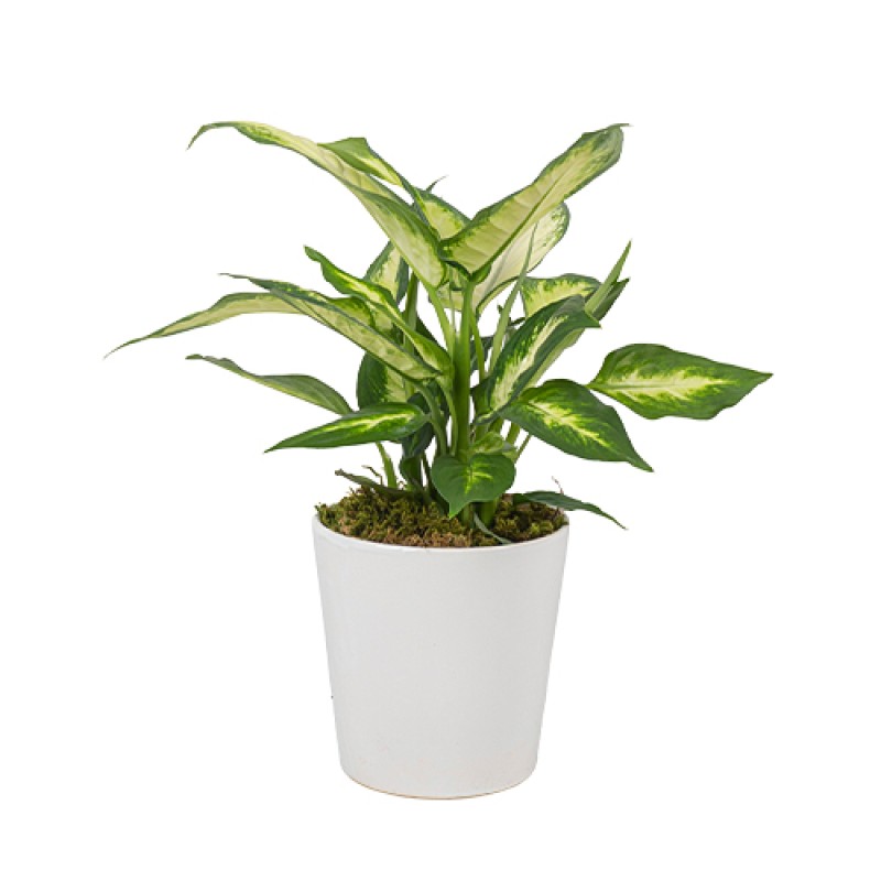 Camilla Seramik Vazoda