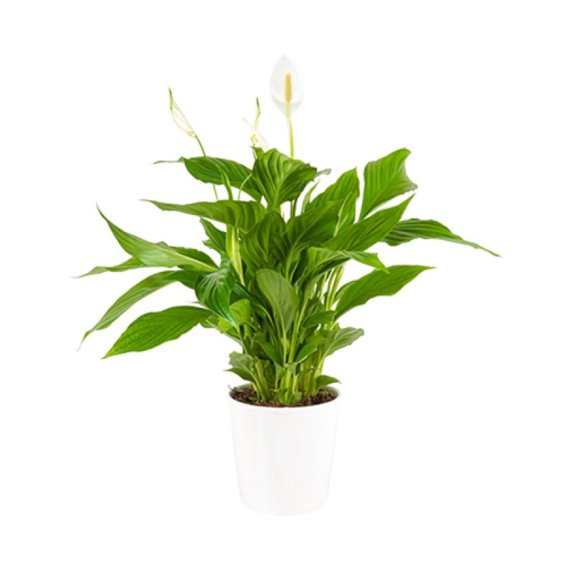 Seramik Saksıda Barış Çiçeği