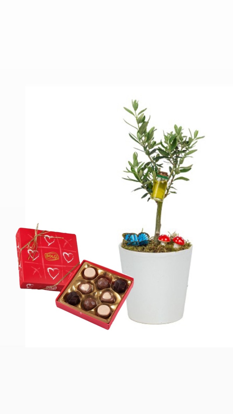 Zeytin Ağacı ve Çikolata