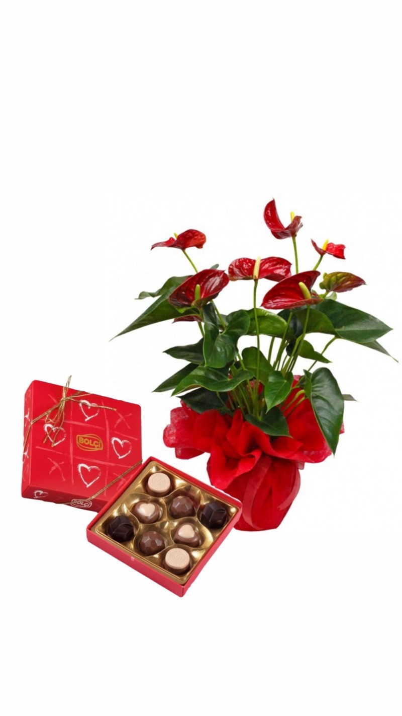 Antoryum Çiçeği & Çikolata