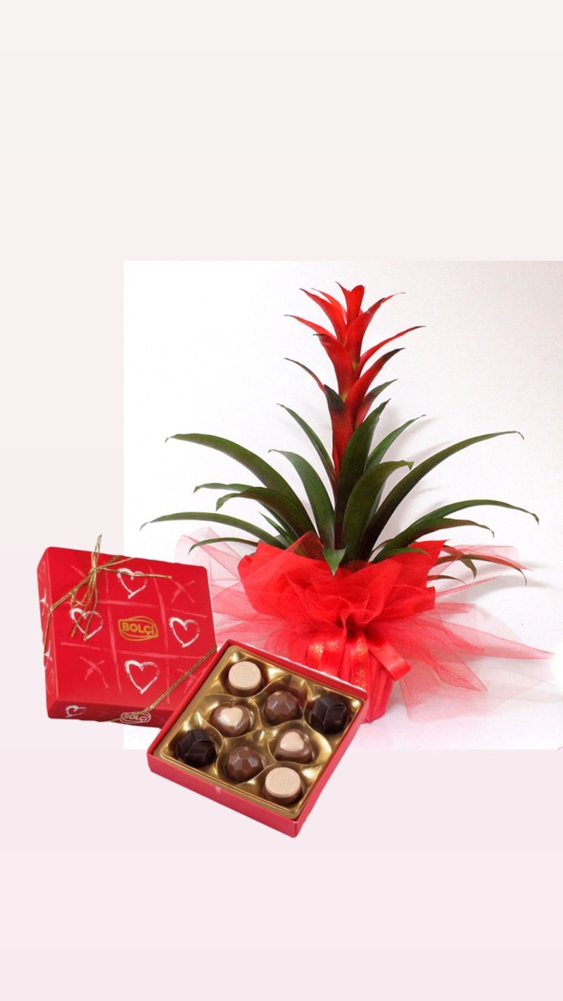 Guzmanya & Çikolata