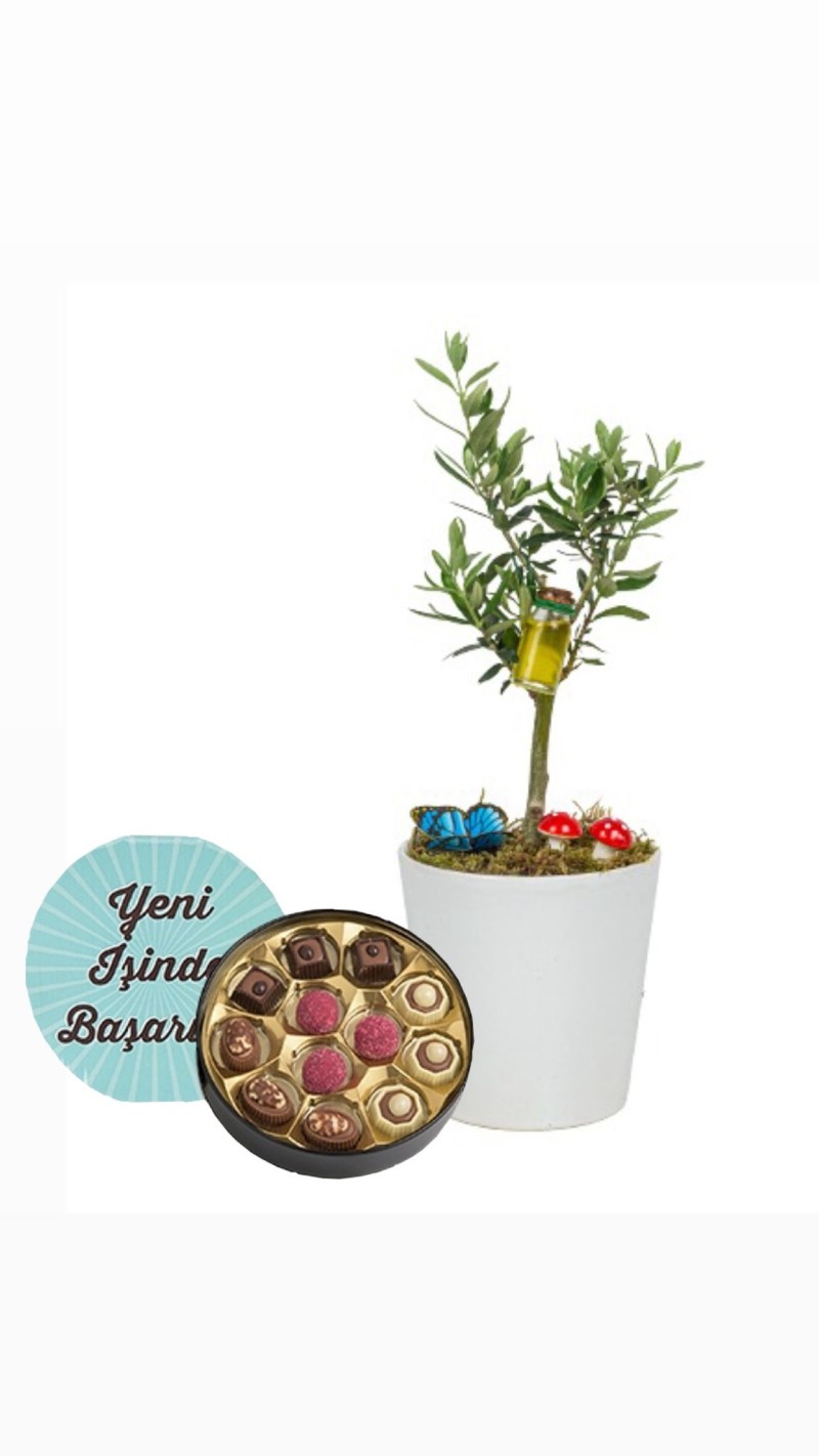 Zeytin Ağacı ve Yeni İşinde Başarılar Mesajlı Çikolata