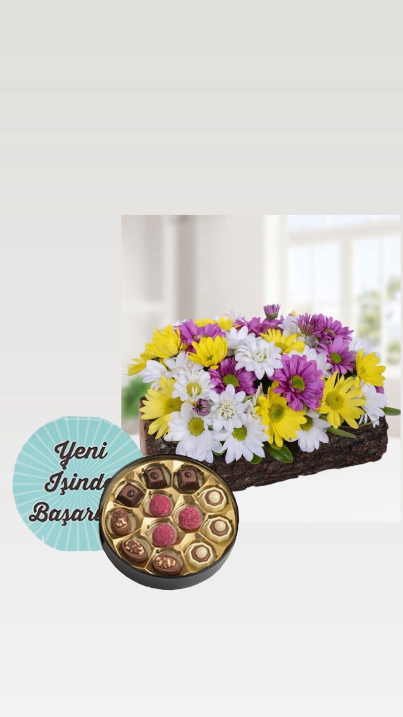 Odunda Renkli Papatyalar & Yeni İş Tebrikli Çikolata