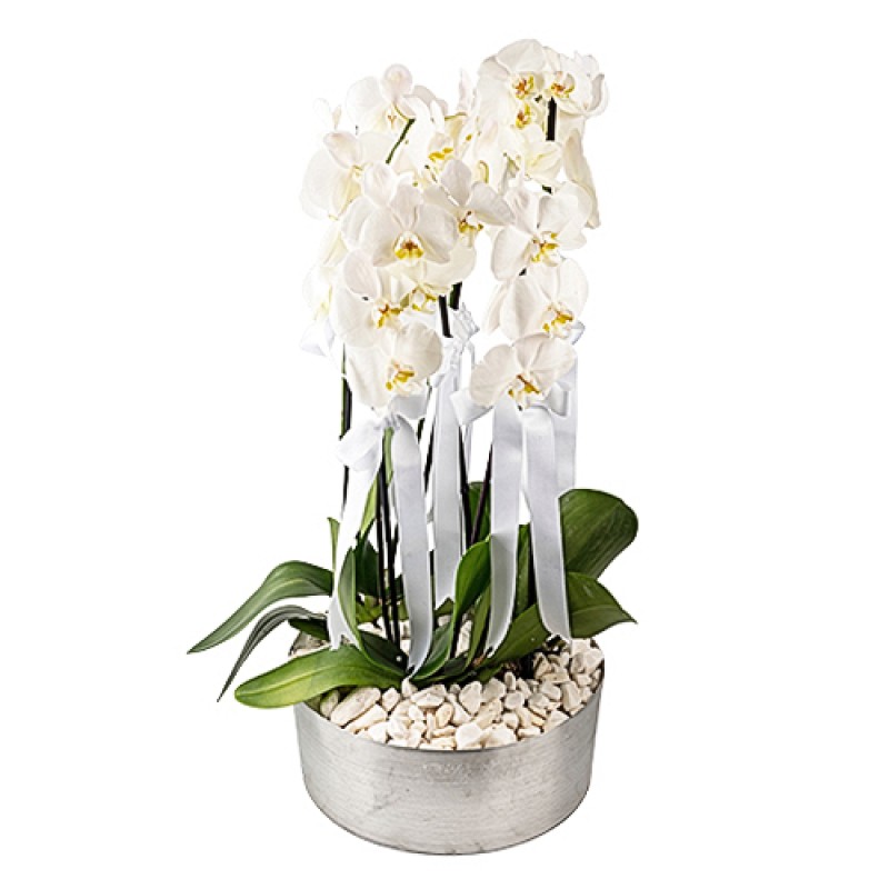 6 DAL BEYAZ ORKİDE BAHÇESİ