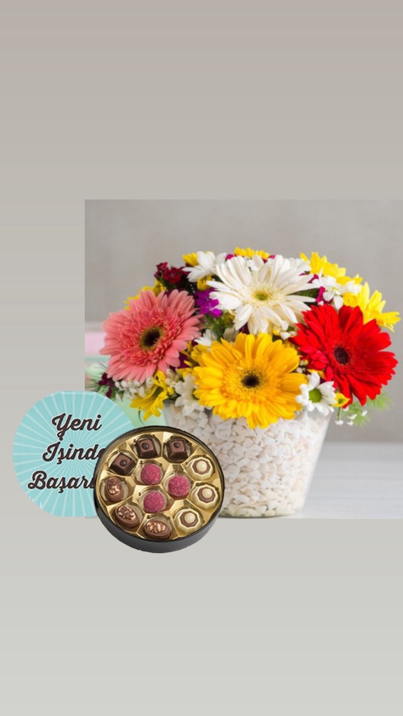 Vazoda Renkli Gerberalar ve Yeni İş Tebrikli Çikolata
