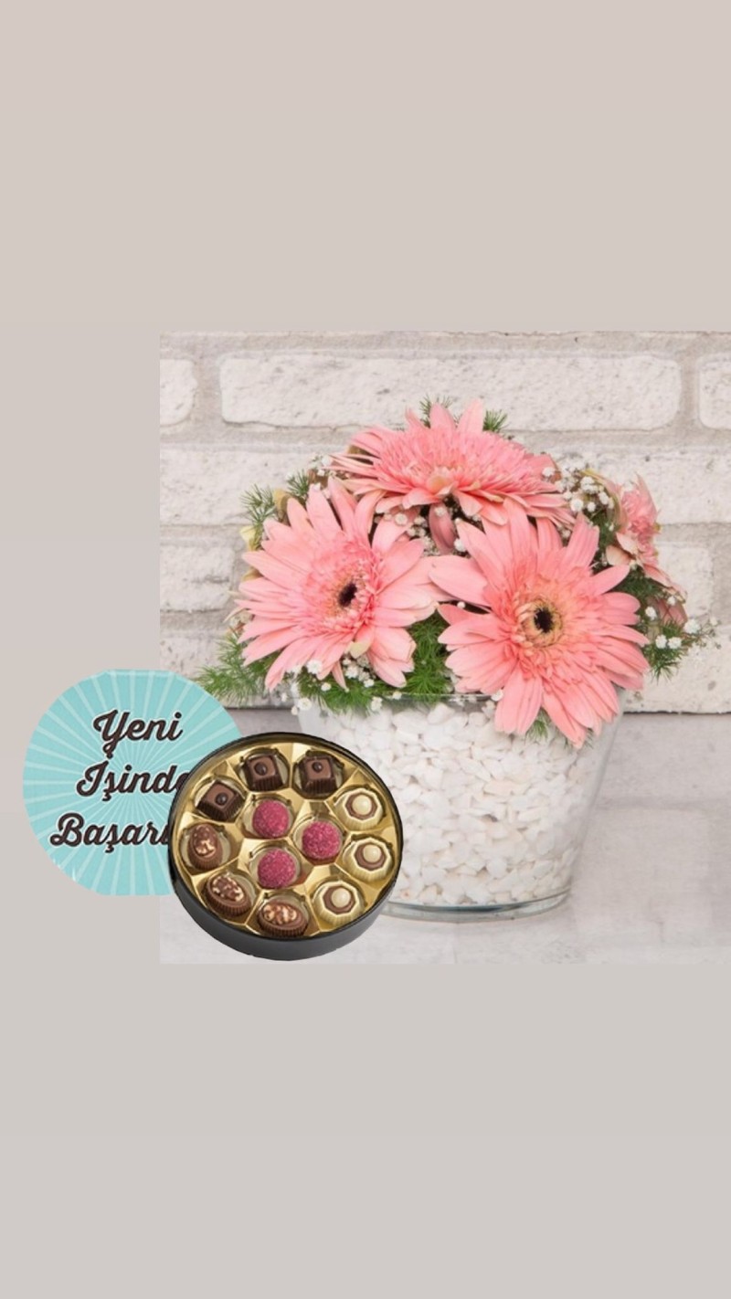 Vazoda Pembe Gerberalar & Yeni İş Tebrikli Çikolata