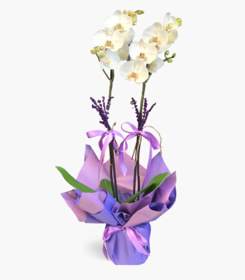 BEYAZ ORKİDENİN LAVANTA İLE UYUMU