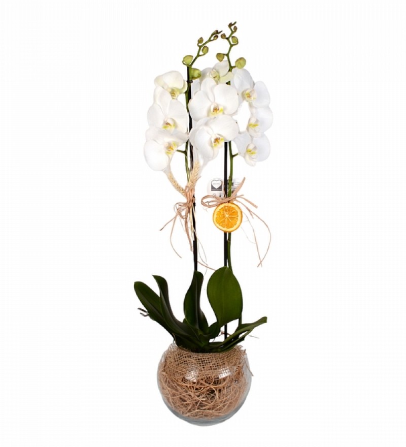 CAM FANUSTA 2 DAL BEYAZ ORKİDE